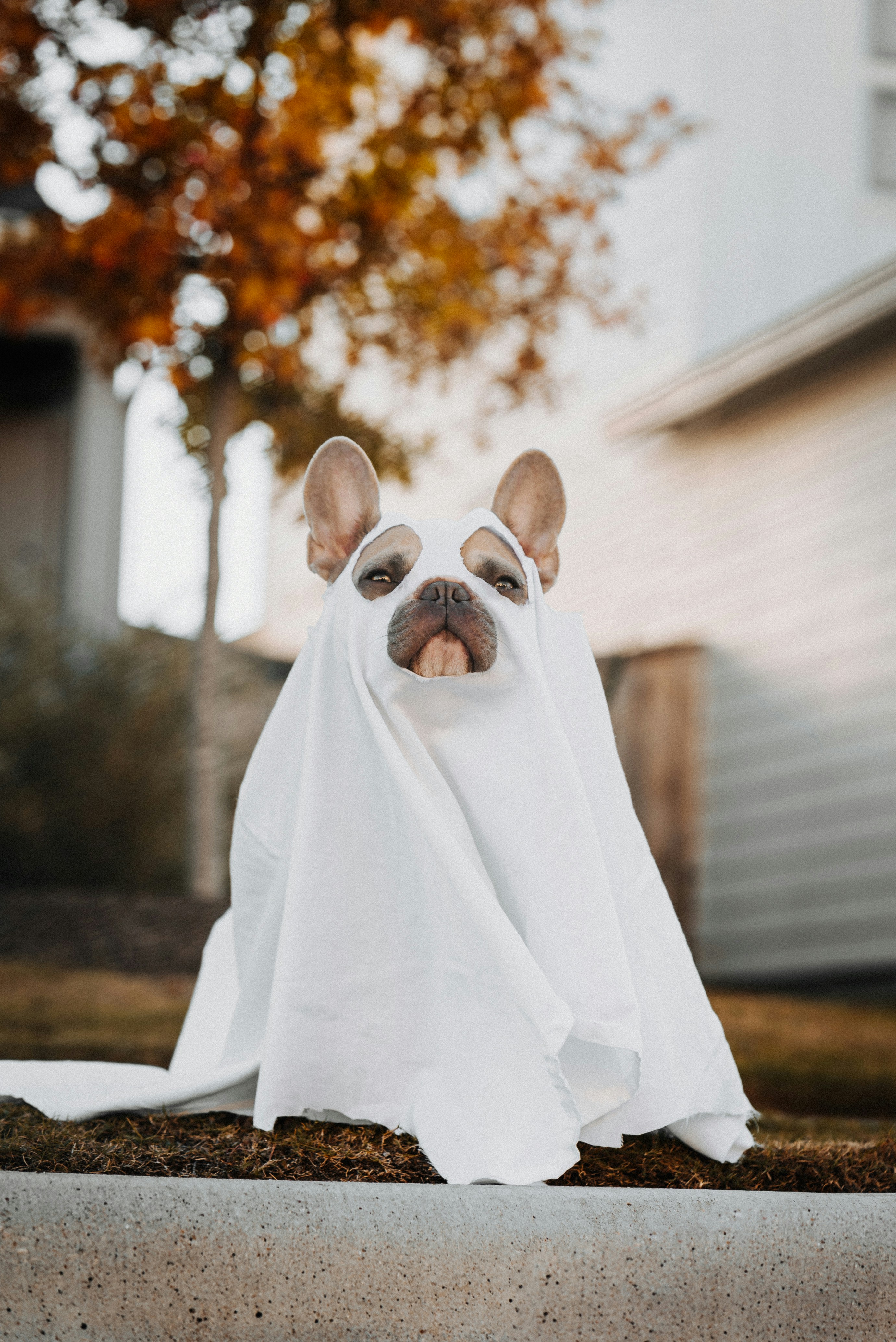 Ghost dog